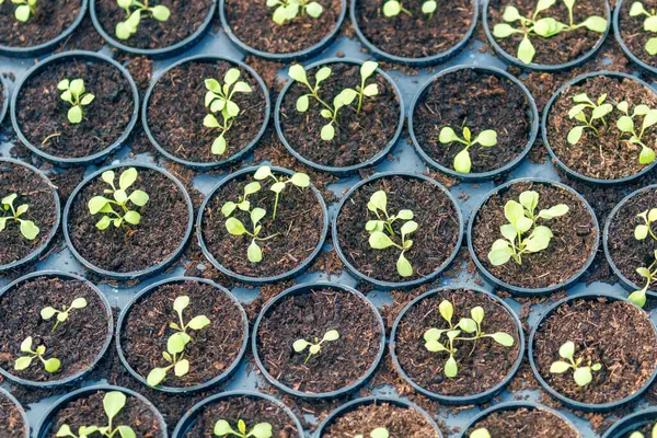 Genç Rucola bitkileri, Young rockets, Rucola lahanaları, Spring Seedlings. Sağlıklı Sebze.