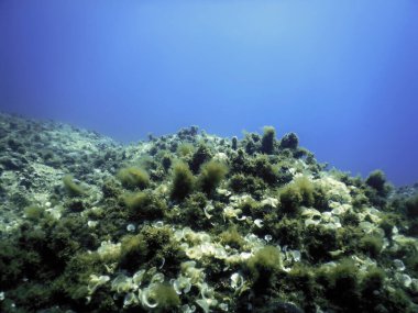 Su altında Deniz Yaşamı, Su altında Yaşam, Vahşi Yaşam