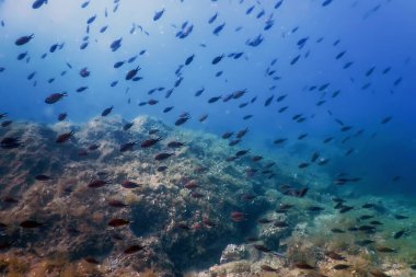 Deniz Yaşamı Su Altında Kayalar Güneş Işığı, Su Altında Yaşam, Vahşi Yaşam