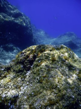 Su altında Deniz Yaşamı, Su altında Yaşam, Vahşi Yaşam