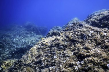 Su altında Deniz Yaşamı, Su altında Yaşam, Vahşi Yaşam