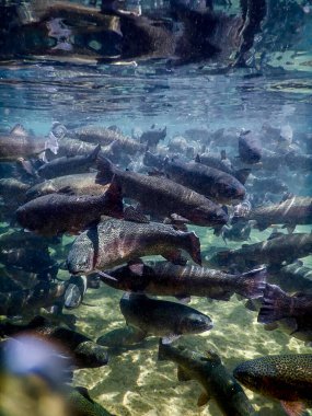 Nehir alabalığı su altında yüzer, alabalık sualtı sahnesi, alabalık çiftliği