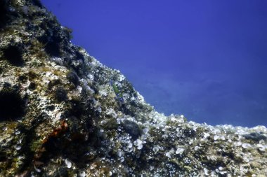 Okyanus tabanının dibindeki kayalar, sualtı yaşamı