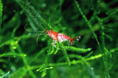 Red Cherry Shrimp on a moss, freshwater aquarium