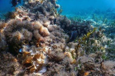 Su altı resifleri, deniz yosunları, mavi sualtı arka planı.