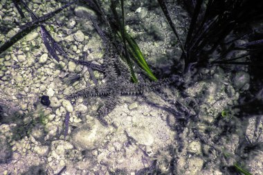 Dikenli Denizyıldızı (Marthasterias Buzulu) Su altı Akdeniz