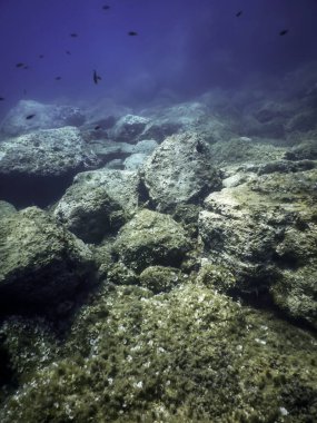 Okyanus tabanının dibindeki kayalar, sualtı yaşamı