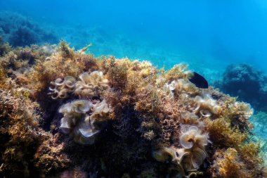 Su altı resifleri, deniz yosunları, mavi sualtı arka planı.