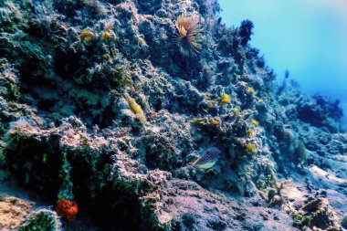 Su altı resifleri, deniz yosunları, mavi sualtı arka planı.