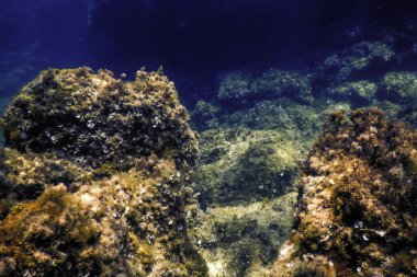 Okyanus tabanının dibindeki kayalar, sualtı yaşamı