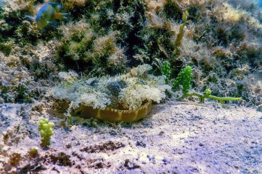 Baş aşağı denizanası (Cassiopea andromeda), deniz yaşamı