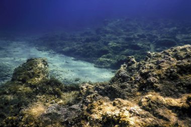 Okyanus tabanının dibindeki kayalar, sualtı yaşamı