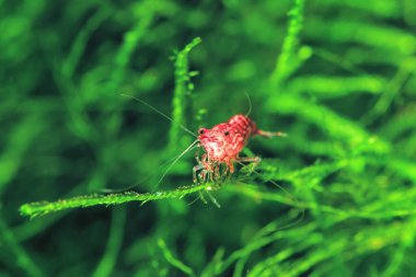 Red Cherry Shrimp on a moss, freshwater aquarium clipart