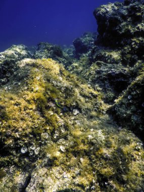 Su altında Deniz Yaşamı, Su altında Yaşam, Vahşi Yaşam