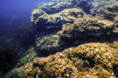 Okyanus tabanının dibindeki kayalar, sualtı yaşamı
