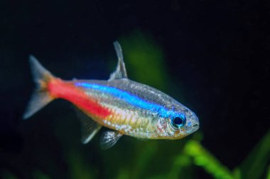 Neon tetra Tropical fish (Paracheirodon Innesi) on black background