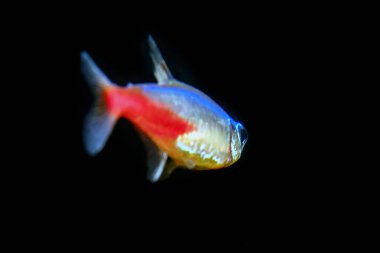 Neon tetra Tropical fish (Paracheirodon Innesi) on black background clipart