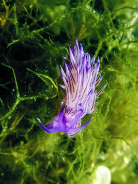Nudibranch Flabellina Affinis, Sea Slug Mediterranean sea clipart