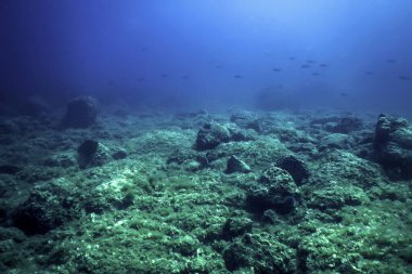 Okyanus tabanının dibindeki kayalar, sualtı yaşamı