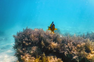 Kızıl Deniz palyaço balığı (Amphiprion bicinctus) Kızıl Deniz, Deniz yaşamı