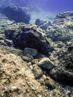 Okyanus tabanının dibindeki kayalar, sualtı yaşamı