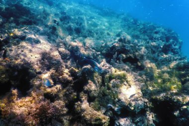 Su altı resifleri, deniz yosunları, mavi sualtı arka planı.
