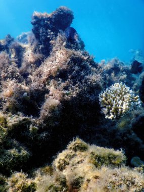 Su altı resifleri, deniz yosunları, mavi sualtı arka planı.