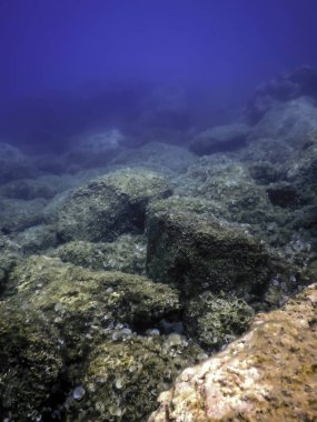 Okyanus tabanının dibindeki kayalar, sualtı yaşamı