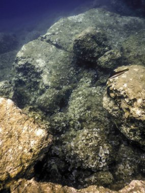 Okyanus tabanının dibindeki kayalar, sualtı yaşamı