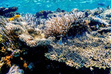 Mercan resifinin sualtı manzarası, tropikal sular, deniz yaşamı.
