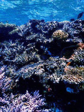 Mercan resifinin sualtı manzarası, tropikal sular, deniz yaşamı.