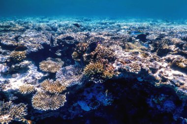 Mercan resifinin sualtı manzarası, tropikal sular, deniz yaşamı.