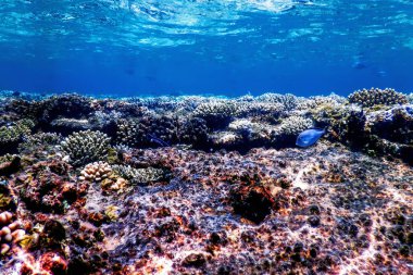 Mercan resifinin sualtı manzarası, tropikal sular, deniz yaşamı.