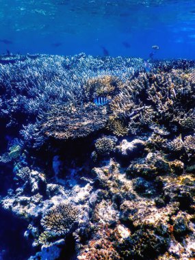 Mercan resifinin sualtı manzarası, tropikal sular, deniz yaşamı.