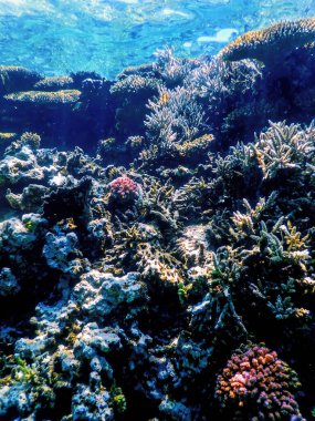 Mercan resifinin sualtı manzarası, tropikal sular, deniz yaşamı.