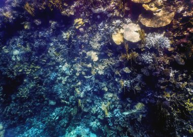 Mercan resifinin sualtı manzarası, tropikal sular, deniz yaşamı.