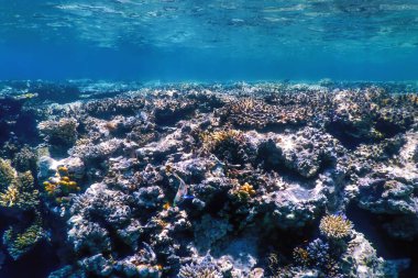 Mercan resifinin sualtı manzarası, tropikal sular, deniz yaşamı.