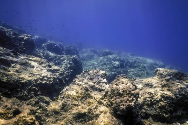 Deniz Yaşamı Su Altında Kayalık Deniz Yatağı, Su Altında Yaşam