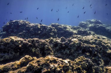 Deniz Yaşamı Su Altında Kayalık Deniz Yatağı, Su Altında Yaşam