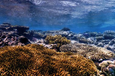 Mercan resifinin sualtı manzarası, tropikal sular, deniz yaşamı.