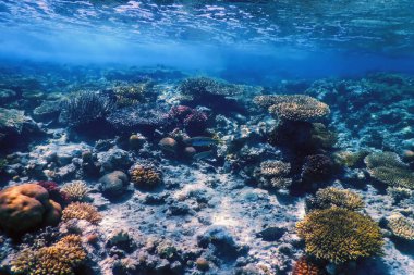 Mercan resifinin sualtı manzarası, tropikal sular, deniz yaşamı.
