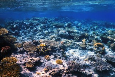Mercan resifinin sualtı manzarası, tropikal sular, deniz yaşamı.
