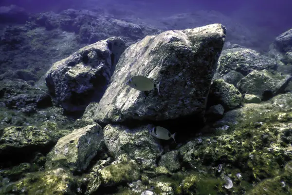Okyanus tabanının dibindeki kayalar, sualtı yaşamı