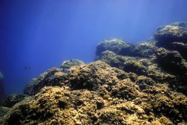 stock image Sea Life Underwater, Underwater Life, Wildlife