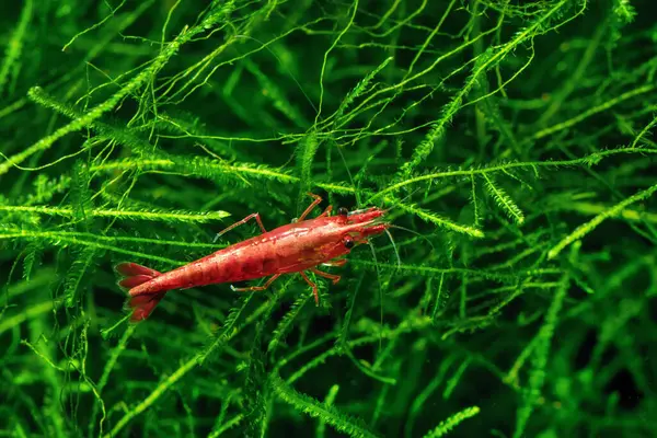 Red Cherry Shrimp on a moss, freshwater aquarium