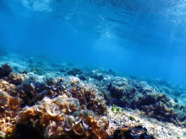 Su altı resifleri, deniz yosunları, mavi sualtı arka planı.