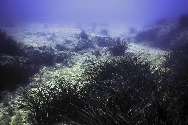 Deniz Çimeni Su Altında, Yeşil Deniz Çimeni