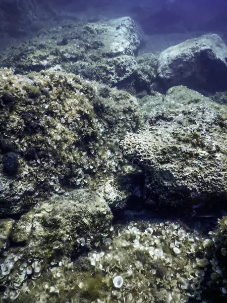 stock image Rocks at Bottom of Ocean Floor, Underwater Life