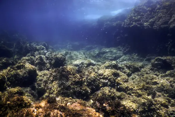 stock image Rocks at Bottom of Ocean Floor, Underwater Life