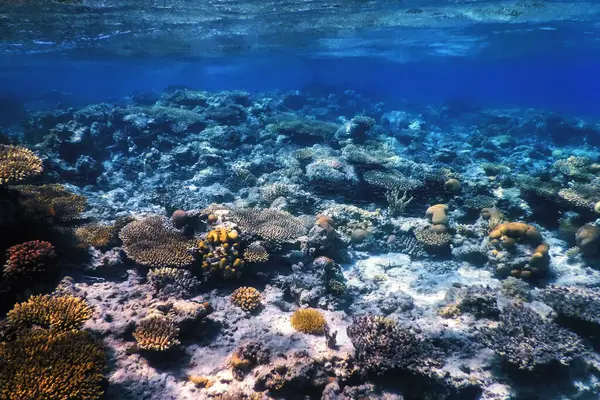 Mercan resifinin sualtı manzarası, tropikal sular, deniz yaşamı.